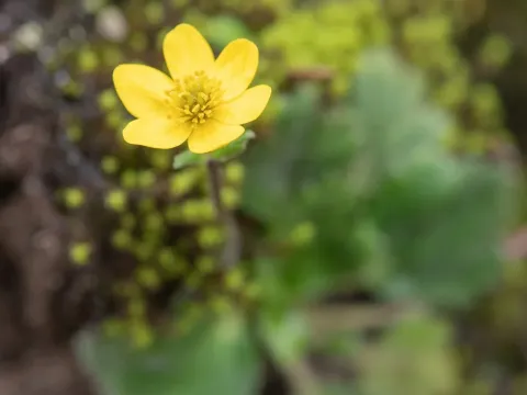 Anemone trullifolia