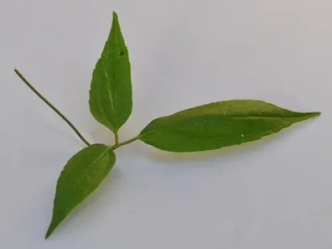 Clematis acuminata