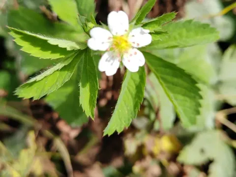 Potentilla elatior