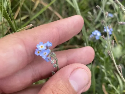 Myosotis lithospermifolia