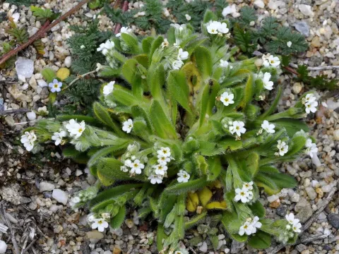 Myosotis litoralis