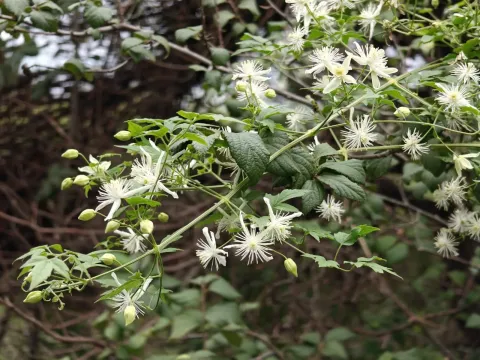 Clematis puberula