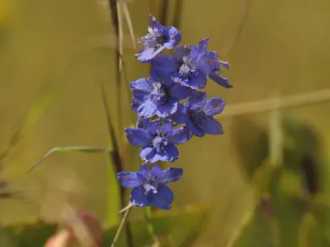 Delphinium dasycaulon