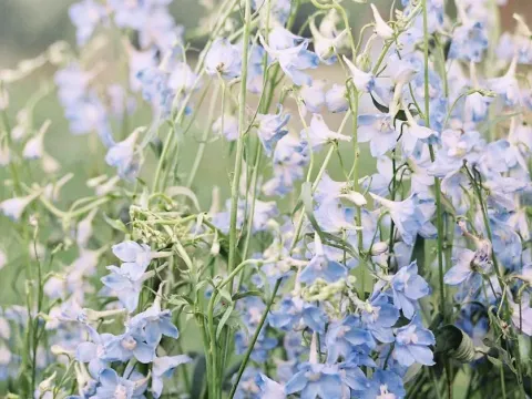 Blue larkspur