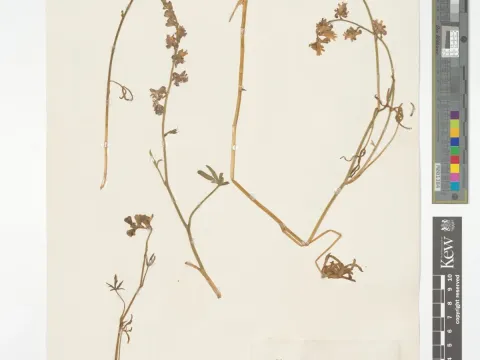 Delphinium uncinatum
