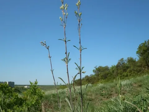 Silene hellmannii
