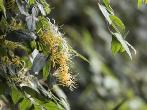 Honeysuckle