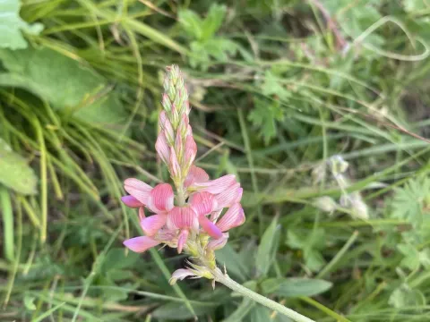 Sainfoin