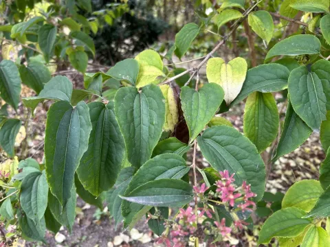 Heptacodium