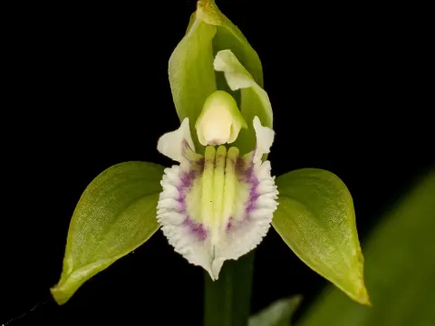 Psilochilus