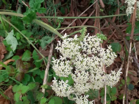 Cow parsnip
