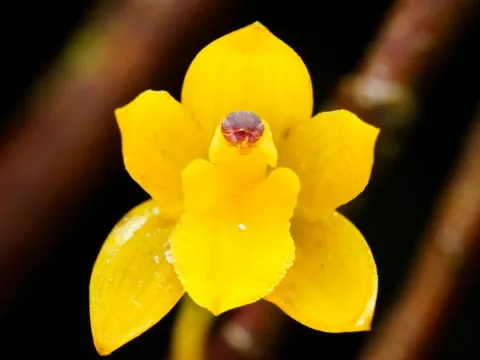 Scaphyglottis