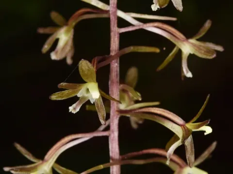 Tipularia