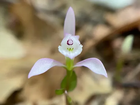 Triphora