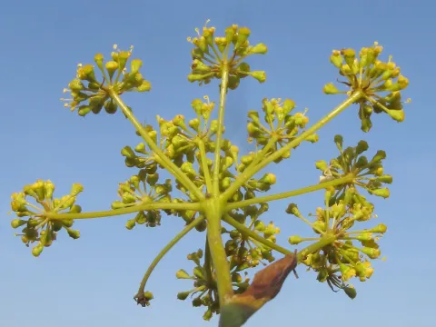 Peucedanum tauricum
