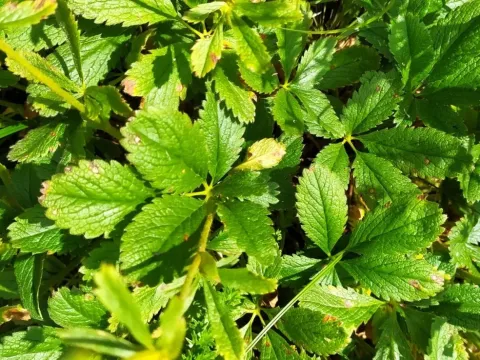 Potentilla umbrosa