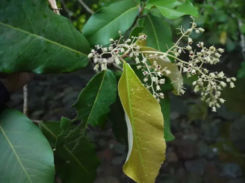 Heritiera