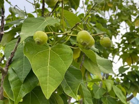 Ерландія