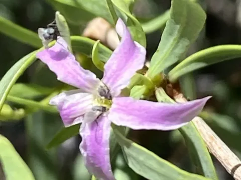 Cryptolepis