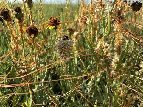Scaly dodder