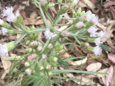 Ціантилліум