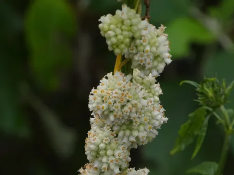 Cuscuta corymbosa