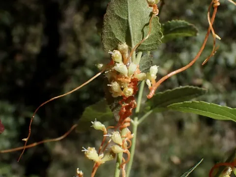 Aztec dodder