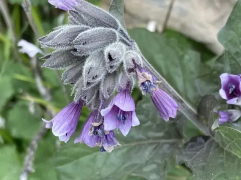 Physochlaina