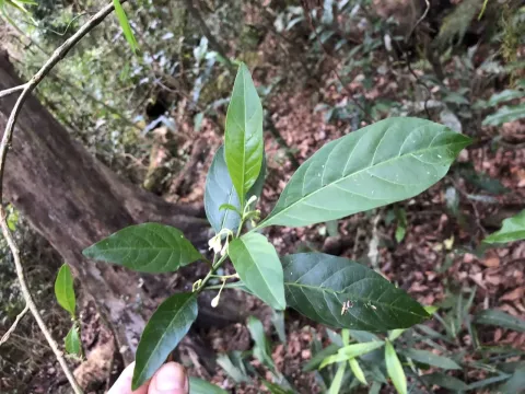 Spiral-leaf nightshade