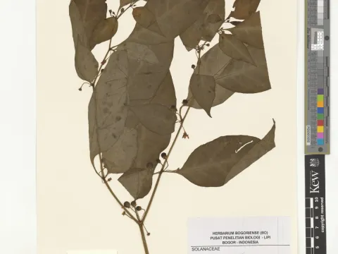 Lycianthes laevis