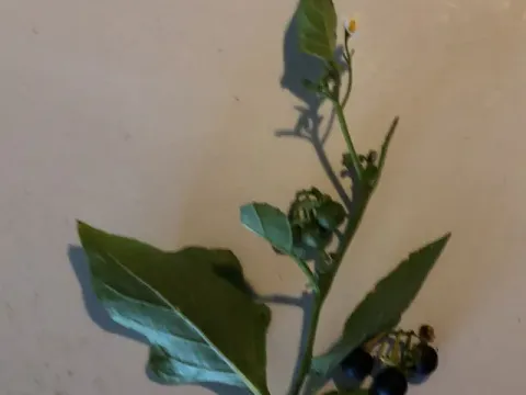 Lycianthes denticulata