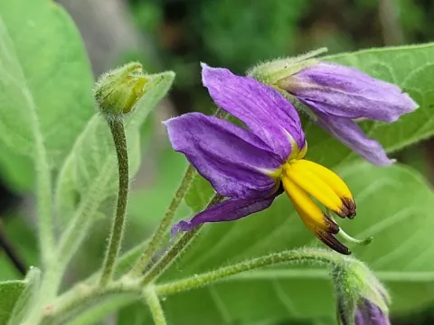 Solanum pubescens