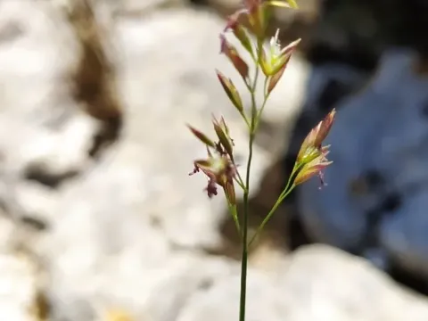 Sterile meadow-grass