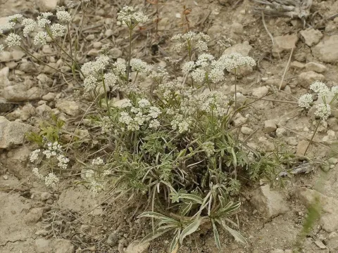Pimpinella titanophila