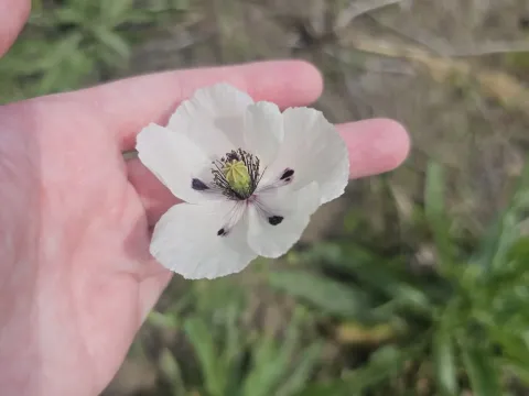 Мак сомнительный