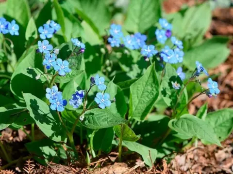 Omphalodes aliena