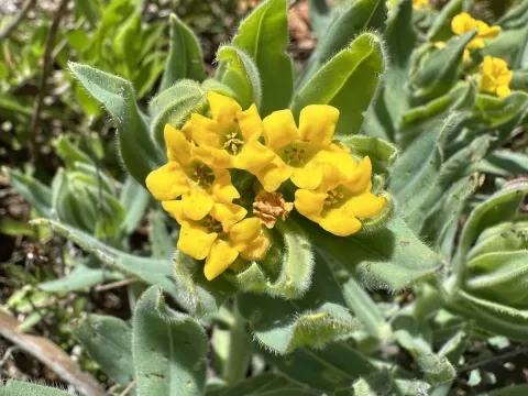California gromwell