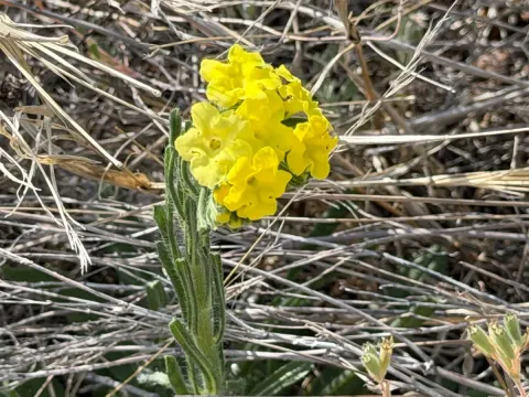 Lithospermum cobrense
