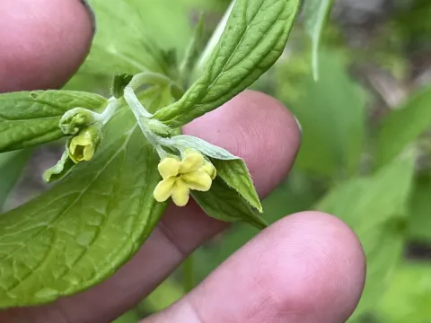 Broadleaf gromwell