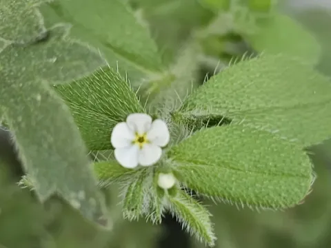 Lithospermum matamorense