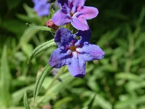 Lithospermum mirabile