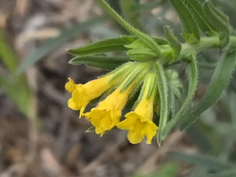 Lithospermum multiflorum