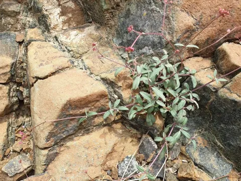 Boerhavia elegans