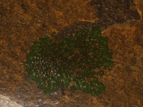 Zeylanidium