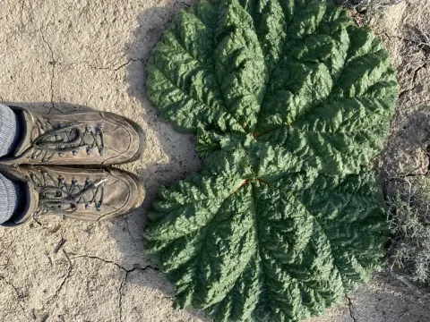 Tatar rhubarb