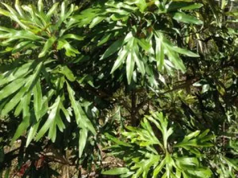Heliciopsis