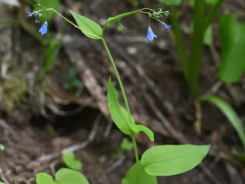 Mertensia bella