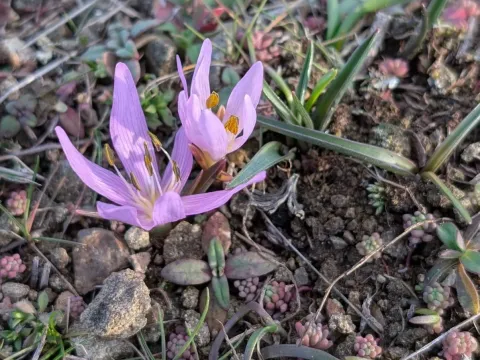 Colchicum trigynum