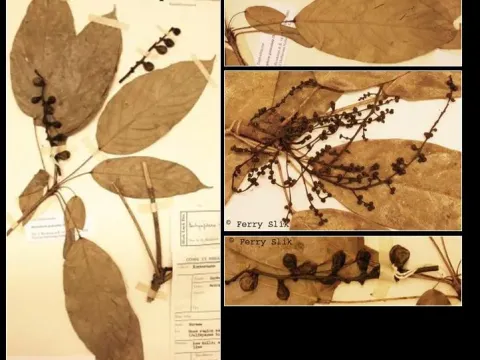 Botryophora