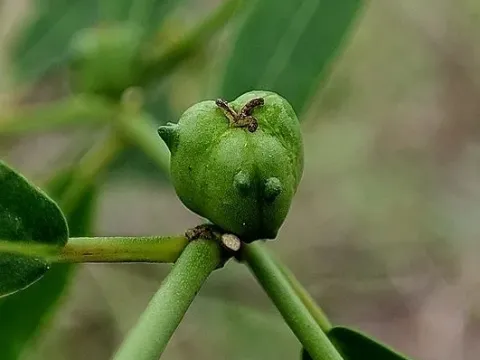 Мікростахіс